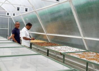 Inovasi Smart Dryer System jadi Solusi Petani Talas Beneng Samboja