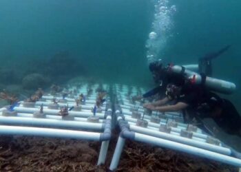 Pemuda Pulau Miang Kutim Jaga Surga Bawah Laut lewat Transplantasi Terumbu Karang