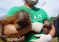 BKSDA Kaltim Selamatkan Induk Orangutan dan Bayi Kembar di Kutai Timur