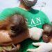 BKSDA Kaltim Selamatkan Induk Orangutan dan Bayi Kembar di Kutai Timur