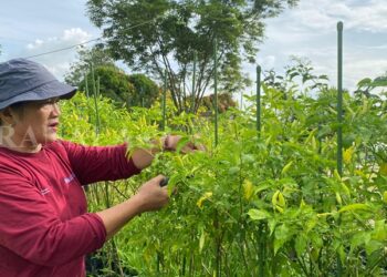 Gerakan Tanam Cabai dari Pekarangan, Cara Bontang Tekan Inflasi dan Cegah Stunting