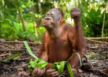 Idulfitri Unik di Berau Kaltim, Bayi Orang Utan ‘Berburu’ Ketupat
