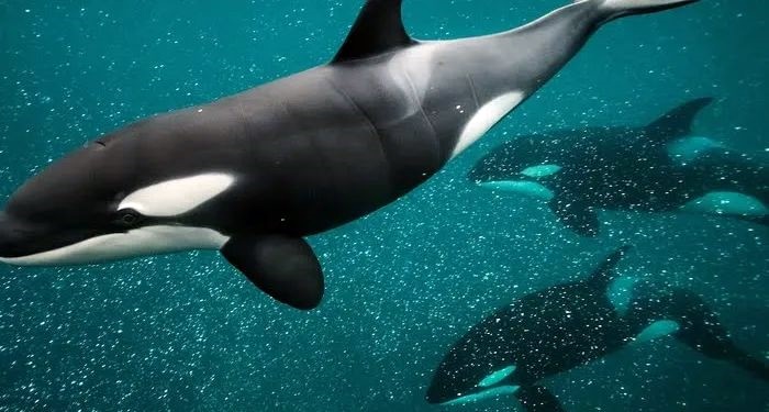 Paus Orca Muncul di Laut Maratua, DPRD Berau Ingatkan Wisatawan Jangan Ganggu Habitatnya