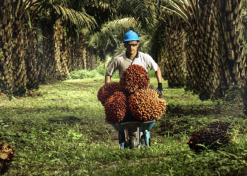 Harga TBS Sawit di Kaltim Naik hingga Rp3.252 per Kilogram