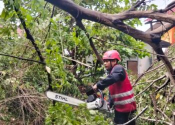 Pohon Tumbang di Balikpapan Tengah Timpa Rumah dan Tutup Jalan Warga