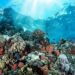 Kawasan Konservasi Laut Kaltim Dikejar Efektif, Illegal Fishing Masih Mengintai