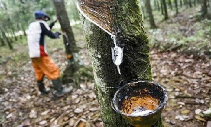 Dihimpit Biaya, Daya Beli Petani Kaltim Melemah