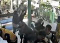 Kasus “Maling Mangga” Bontang Meluas; Enam Residivis hingga Sajam Diamankan