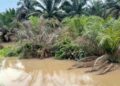 8 Bulan Sawit Warga Batuah Kukar Tenggelam Lumpur, Diduga Limbah Tambang