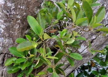 Mangrove Langka di Kaltim Masuk Daftar Merah, Habitat Bekantan Terancam