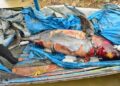 Dipantau Peneliti selama 27 Tahun, Pesut Mahakam “Lion” Ditemukan Mati di Kukar