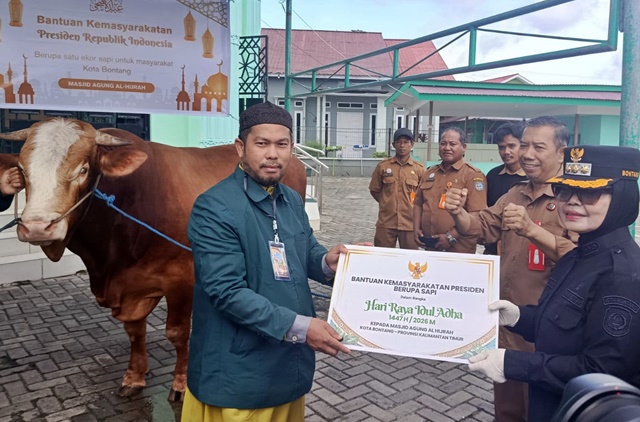 Dipelihara sejak Kecil, Cerita di Balik Sapi 732 Kg Bantuan Prabowo untuk Warga Bontang