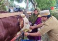 Ekonomi Sulit, Daya Beli Sapi Kurban di Bontang Tetap Laris