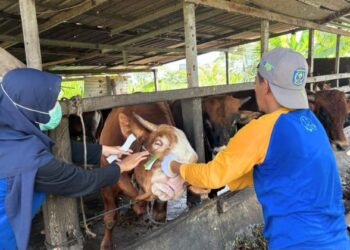 Ribuan Hewan Kurban Mulai Masuk Bontang, Waspadai Penyakit Ternak