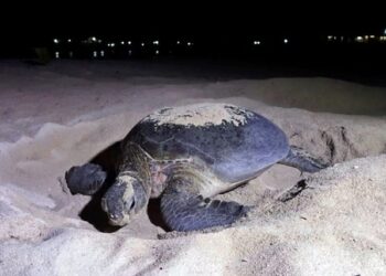 Kabar Baik dari Kaltim: Habitat Penyu Hijau Berau Kini Masuk Zona Aman