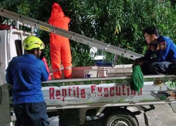 Malam-Malam Warga Bontang Cemas, Sarang Lebah Muncul di Teras Rumah