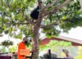 Misteri Kematian 'Maling Mangga' di Bontang; Jatuh Sendiri, Warga Bawa ke Rumah Sakit