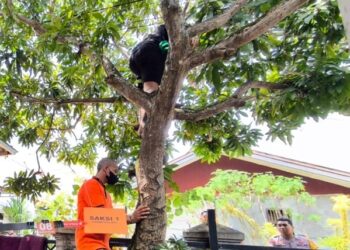 Misteri Kematian 'Maling Mangga' di Bontang; Jatuh Sendiri, Warga Bawa ke Rumah Sakit
