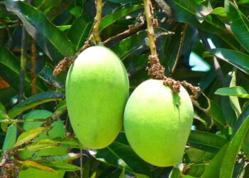 Maling Mangga Muda Marak di Bontang, Ternyata Harganya Bikin Geleng Kepala
