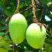 Maling Mangga Muda Marak di Bontang, Ternyata Harganya Bikin Geleng Kepala