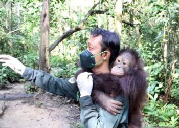 Nasib Orang Utan Kaltim: Dikepung Sawit dan Tambang, Berharap 20 Titik Aman