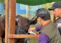 Ribuan Sapi Sudah Dicek, Hewan Kurban di Bontang Diklaim Aman