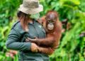 Samboja Lestari Kaltim Dikepung Tambang, Rumah 111 Orang Utan di IKN Terancam