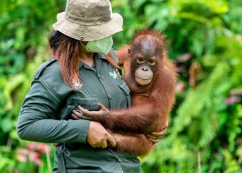 Samboja Lestari Kaltim Dikepung Tambang, Rumah 111 Orang Utan di IKN Terancam