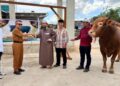 Sapi Kurban Presiden 950 Kg jadi Magnet Iduladha di Kutim