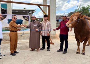 Sapi Kurban Presiden 950 Kg jadi Magnet Iduladha di Kutim