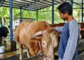Penampakan Sibison, Sapi Jumbo Pilihan Presiden di Balikpapan Habiskan Pakan Rp1,5 Juta Sebulan