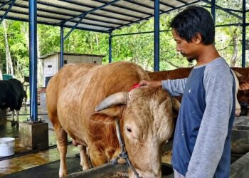 Penampakan Sibison, Sapi Jumbo Pilihan Presiden di Balikpapan Habiskan Pakan Rp1,5 Juta Sebulan