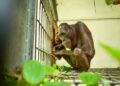 Viral Orang Utan Kurus di Jalan Tambang Kutim Kaltim Kini Pulih, Kisahnya Menyayat Hati