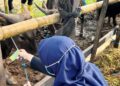 Jangan Tertipu Ukuran, Stiker “Sehat” jadi Penanda Hewan Kurban Layak di Bontang