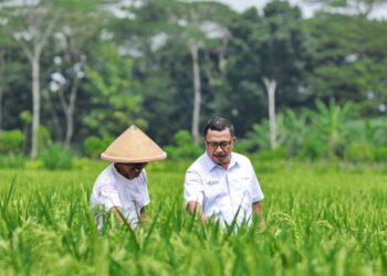 Cuaca Tak Menentu Mulai Ganggu Pangan di Kaltim, Warga Diminta Tak Bergantung Beras