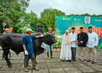Karyawan Ikut Terlibat, Pupuk Kaltim Tebar Ratusan Hewan Kurban untuk Warga Bontang