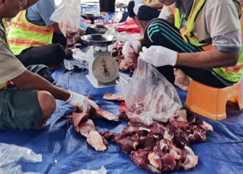 Tiga Sapi Kurban di Bontang Terindikasi Cacing Hati, DKP3 Bontang: Tetap Layak Dikonsumsi
