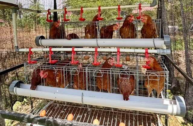 Emak-Emak Bontang Sulap Bantuan Ayam Petelur Jadi Cuan Tambahan 