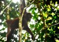 Lupa Cara Memanjat, Tiga Orangutan Eks Peliharaan Akhirnya Pulang ke Hutan Kaltim