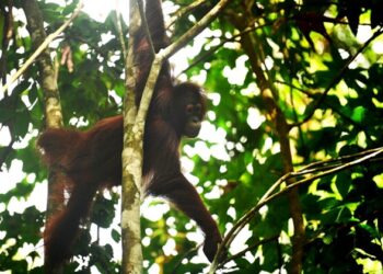 Lupa Cara Memanjat, Tiga Orangutan Eks Peliharaan Akhirnya Pulang ke Hutan Kaltim