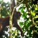 Lupa Cara Memanjat, Tiga Orangutan Eks Peliharaan Akhirnya Pulang ke Hutan Kaltim