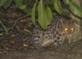 324 Spesies Fauna Bertahan di TNK, Macan Dahan Muncul Lagi