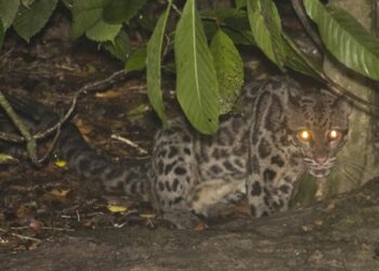 324 Spesies Fauna Bertahan di TNK, Macan Dahan Muncul Lagi
