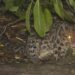 324 Spesies Fauna Bertahan di TNK, Macan Dahan Muncul Lagi