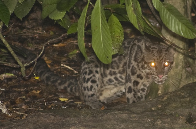 324 Spesies Fauna Bertahan di TNK, Macan Dahan Muncul Lagi