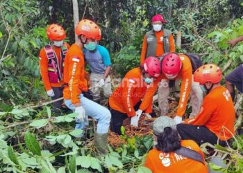 Orangutan Masuk Pekarangan Warga Kaubun Kutim