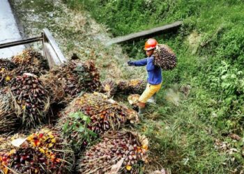 Bupati Kutim Terbitkan SE, Larang Pabrik Sawit Mainkan Harga TBS Petani