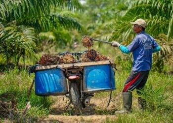 Gandeng Polda Kaltim, Pemkab Kutim Panggil Pabrik Nakal yang Mainkan Harga TBS Sawit