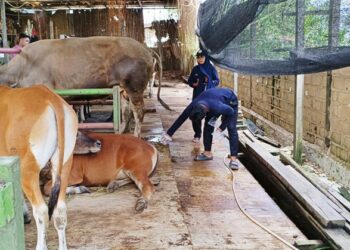 Anggaran Dipangkas, Belasan Kelompok Peternak Sapi Bontang Gigit Jari Tanpa Bantuan
