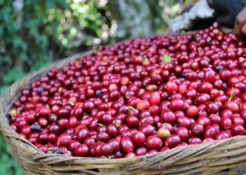 Tolak Tanam Sawit, Kelompok Tani di Kutim Sukses Cuan dari Kopi Liberika